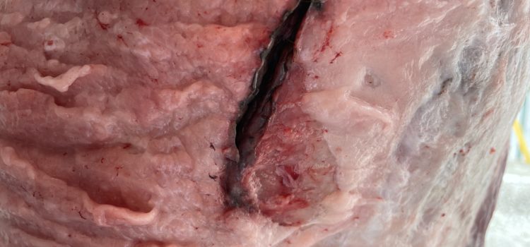 冷凍にて待機中