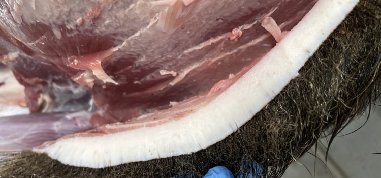 イノシシ十人十色