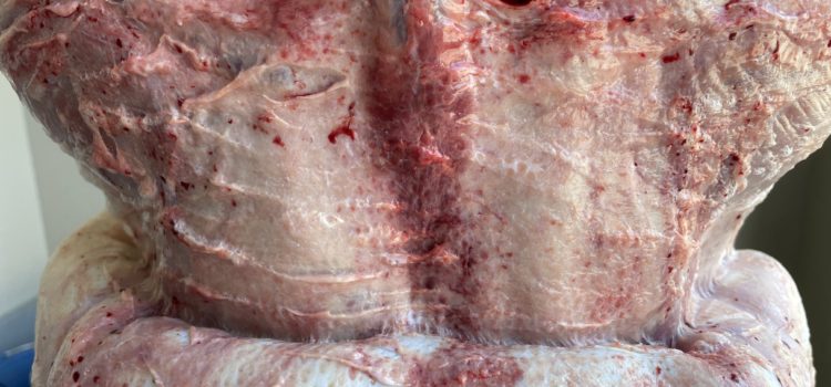 100頭の搬入〜オス考察